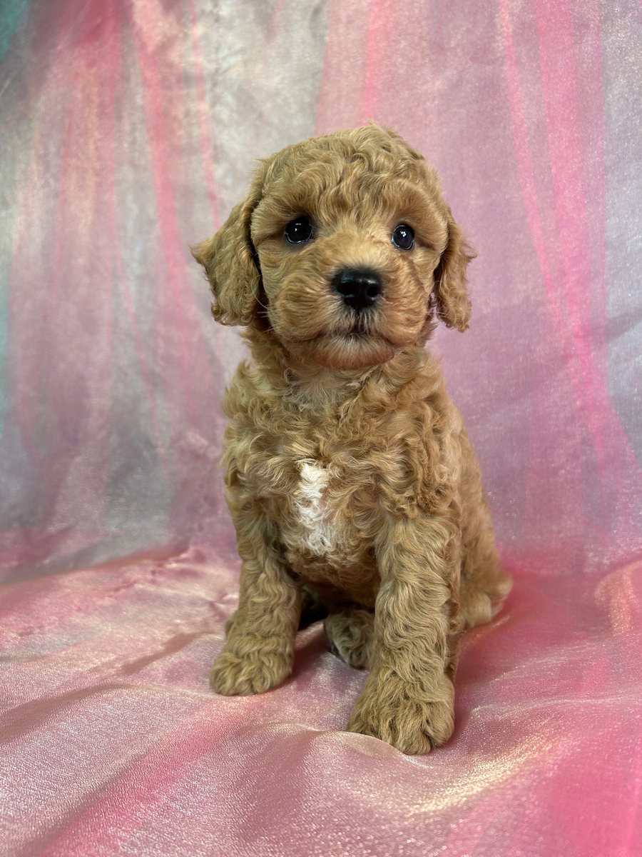 Female Miniature Schnoodle Puppy for Sale DOB 7-31-2025 $950